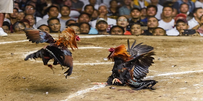 Chơi đá gà tại GAVN99 có an toàn không